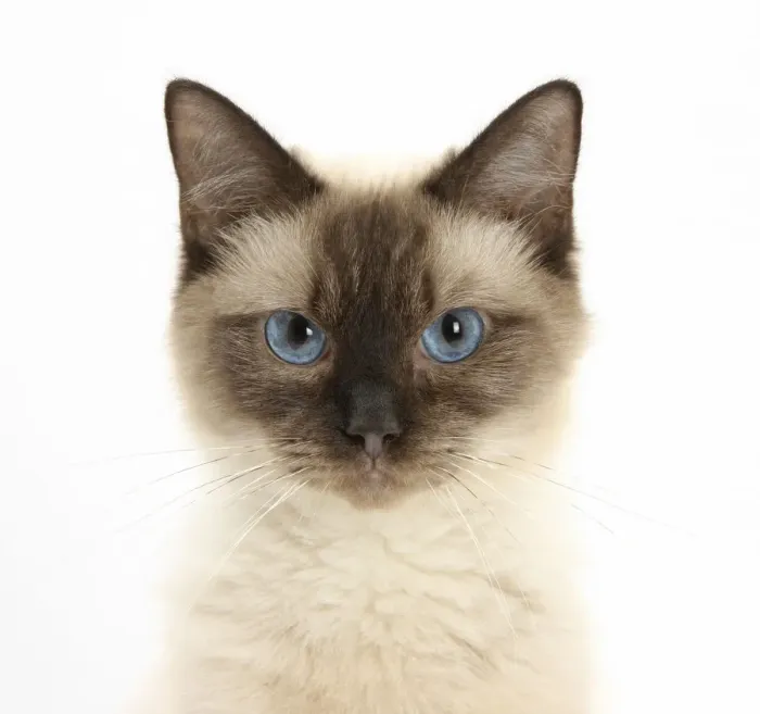 Framed Print : Birman cross cat with blue eyes, face portrait Framed Print : Birman cross cat with blue eyes, face portrait