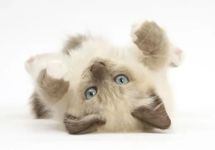 Framed Print : Birman-cross kitten playfully rolling Framed Print : Birman-cross kitten playfully rolling