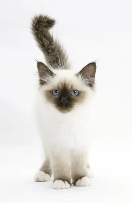 Framed Print : Birman kitten against white background