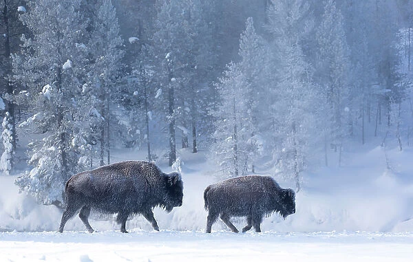 Bison (Bison bison) female with calf walking through snow in front of frost-covered forest, Yellowstone National Park, USA