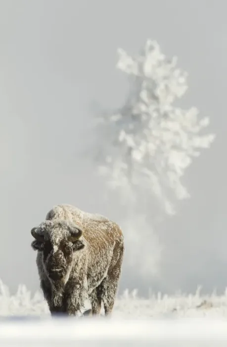 Framed Print : Bison (Bison bison) on frost covered ground, Yellowstone National Park, USA, February Framed Print : Bison (Bison bison) on frost covered ground, Yellowstone National Park, USA, February