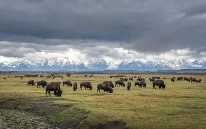 Framed Print : Bison (Bison bison) herd grazing on plain, snow and cloud covered mountains in background Framed Print : Bison (Bison bison) herd grazing on plain, snow and cloud covered mountains in background