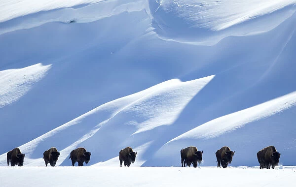 Bison (Bison bison) herd walking in line in snow, Yellowstone National Park, Wyoming