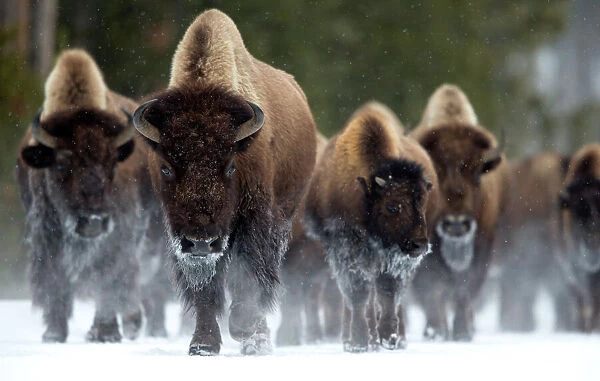 Bison (Bison bison) herd walking in snow, Yellowstone National Park, Wyoming, USA