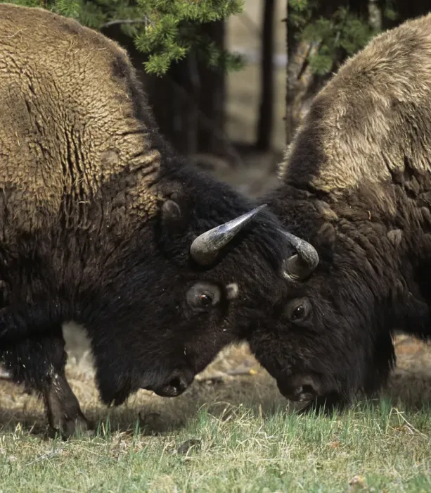 Framed Print : Bison (Bison bison) two males head to head, Yellowstone NP, Wyoming, USA