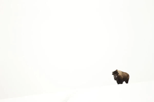 Bison (Bison bison) single animal in snow, Yellowstone National Park, Wyoming, USA