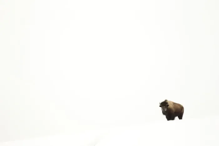 Framed Print : Bison (Bison bison) single animal in snow, Yellowstone National Park, Wyoming, USA Framed Print : Bison (Bison bison) single animal in snow, Yellowstone National Park, Wyoming, USA