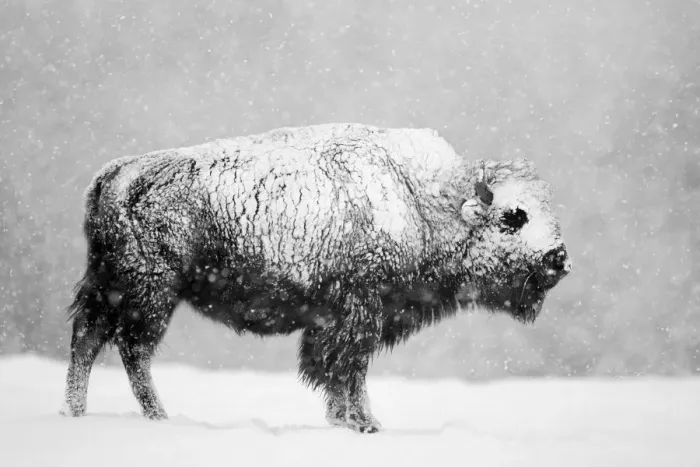 Framed Print : Bison (Bison bison) in snowstorm. Yellowstone National Park, USA, February Framed Print : Bison (Bison bison) in snowstorm. Yellowstone National Park, USA, February