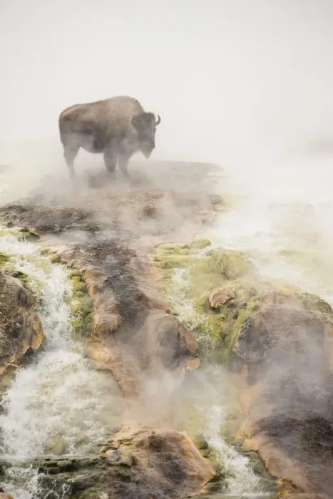 Framed Print : Bison (Bison bison) standing in geothermal run-off in winter, Yellowstone National Park Framed Print : Bison (Bison bison) standing in geothermal run-off in winter, Yellowstone National Park