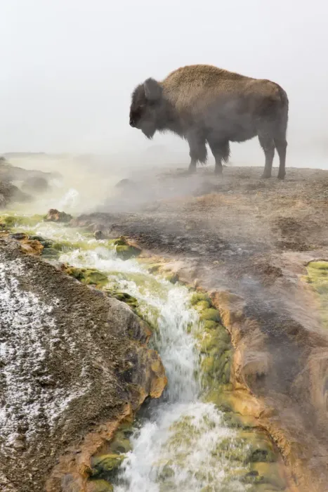Framed Print : Bison (Bison bison) standing steam from geothermal springs, Yellowstone National Park Framed Print : Bison (Bison bison) standing steam from geothermal springs, Yellowstone National Park