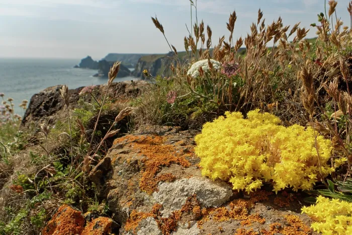 Framed Print : Biting stonecrop (Sedum acre) clumps flowering on rocks on a clifftop, The Lizard, Cornwall, England, UK. June Framed Print : Biting stonecrop (Sedum acre) clumps flowering on rocks on a clifftop, The Lizard, Cornwall, England, UK. June
