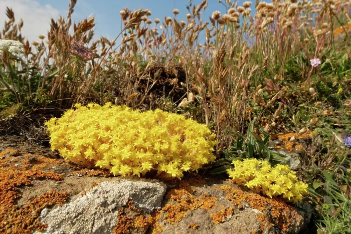 Framed Print : Biting stonecrop (Sedum acre) clumps flowering on rocks on a clifftop, The Lizard, Cornwall, England, UK. June