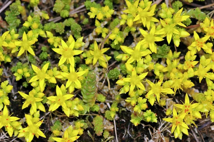 Framed Print : Biting stonecrop (Sedum acre) in flower, Kenley Common, Surrey, England, UK. June Framed Print : Biting stonecrop (Sedum acre) in flower, Kenley Common, Surrey, England, UK. June