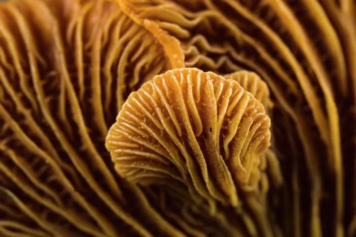 Framed Print : Bitter oyster fungus (Panellus stipticus) detail of gills of the fruiting body, Italy. November Framed Print : Bitter oyster fungus (Panellus stipticus) detail of gills of the fruiting body, Italy. November