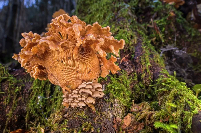 Framed Print : Bitter oyster (Panellus stipticus) fungus fruiting as a whole 'family' on a rotten log, San Bartolomeo di Savignone, Genoa, Italy. November Framed Print : Bitter oyster (Panellus stipticus) fungus fruiting as a whole 'family' on a rotten log, San Bartolomeo di Savignone, Genoa, Italy. November