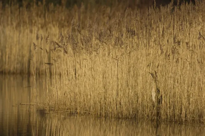Framed Print : Bittern (Botaurus stellaris) camouflaged as it stands motionless in reedbed. Yorkshire Framed Print : Bittern (Botaurus stellaris) camouflaged as it stands motionless in reedbed. Yorkshire