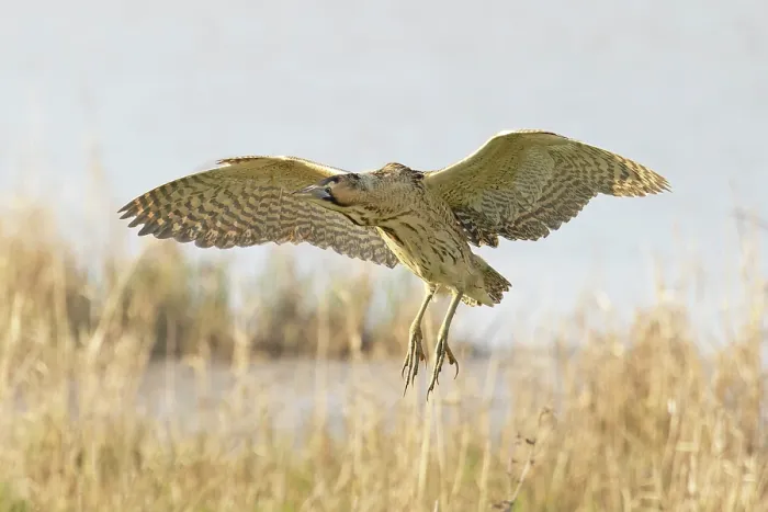 Framed Print : Bittern (Botaurus stellaris) coming into land, Cley, Norfolk, UK. April Framed Print : Bittern (Botaurus stellaris) coming into land, Cley, Norfolk, UK. April