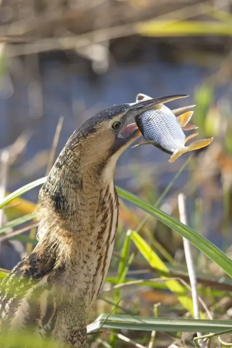 Framed Print : Bittern (Botaurus stellaris) feeding on fish, Suffolk, England, UK, November Framed Print : Bittern (Botaurus stellaris) feeding on fish, Suffolk, England, UK, November