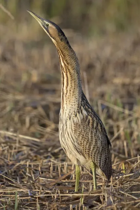 Framed Print : Bittern (Botaurus stellaris) in reeds, Suffolk, England, UK, November Framed Print : Bittern (Botaurus stellaris) in reeds, Suffolk, England, UK, November