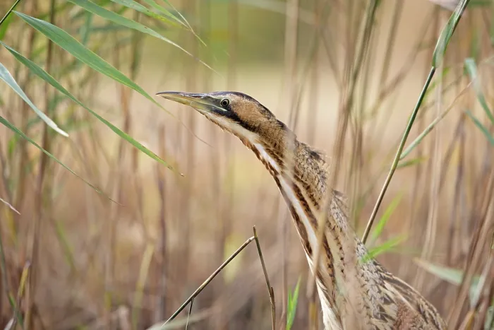 Framed Print : Bittern (Botaurus stellaris) among reeds, head portrait, Suffolk, England, UK. November Framed Print : Bittern (Botaurus stellaris) among reeds, head portrait, Suffolk, England, UK. November