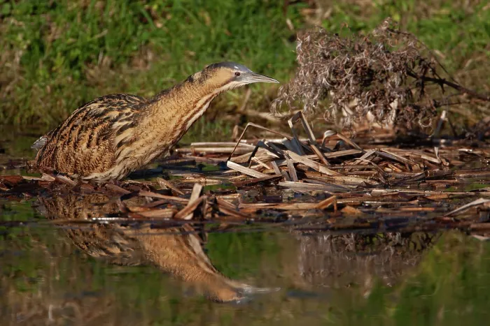 Framed Print : Bittern (Botaurus stellaris) resting on dead vegetation in water, Norfolk, England, UK. February