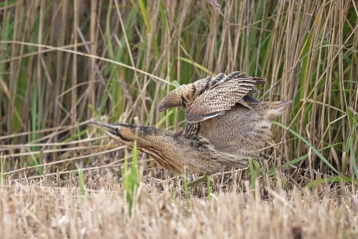 Framed Print : Bittern (Botaurus stellaris) shaking its feathers among reedbed, Suffolk, England, UK. November