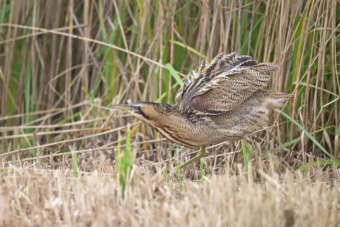 Framed Print : Bittern (Botaurus stellaris) shaking its feathers among reedbed, Suffolk, England, UK. November Framed Print : Bittern (Botaurus stellaris) shaking its feathers among reedbed, Suffolk, England, UK. November