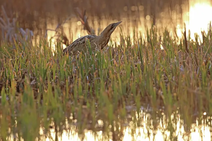 Framed Print : Bittern (Botaurus stellaris) standing among vegetation at water's edge at sunset, Norfolk, England, UK. March Framed Print : Bittern (Botaurus stellaris) standing among vegetation at water's edge at sunset, Norfolk, England, UK. March