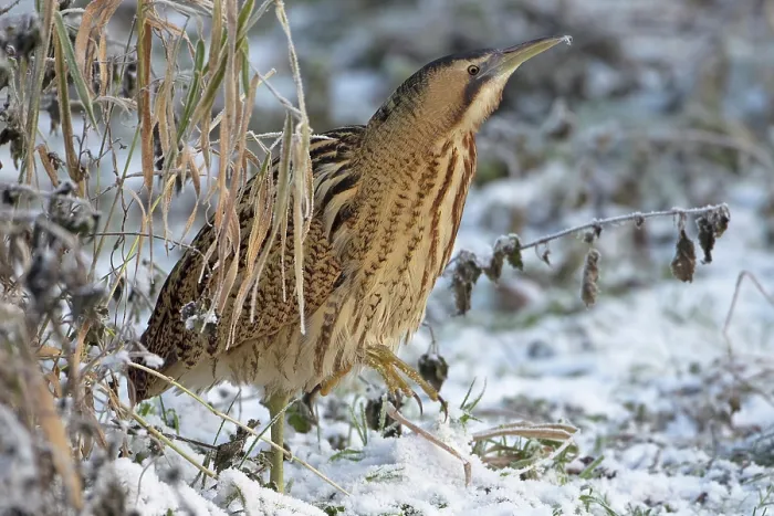 Framed Print : Bittern (Botaurus stellaris) walking over snow-covered grass, Norfolk, England, UK. December Framed Print : Bittern (Botaurus stellaris) walking over snow-covered grass, Norfolk, England, UK. December