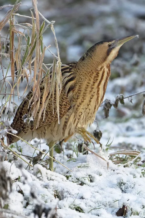 Framed Print : Bittern (Botaurus stellaris) walking over snow-covered grass, Norfolk, England, UK. December Framed Print : Bittern (Botaurus stellaris) walking over snow-covered grass, Norfolk, England, UK. December