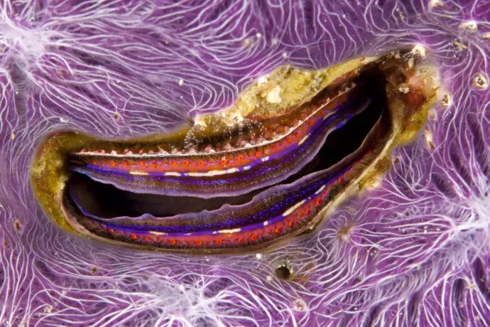 Framed Print : Bivalve scallop (Pedum spondyloideum) inside a coral covered with purple sponge, Maldives Framed Print : Bivalve scallop (Pedum spondyloideum) inside a coral covered with purple sponge, Maldives