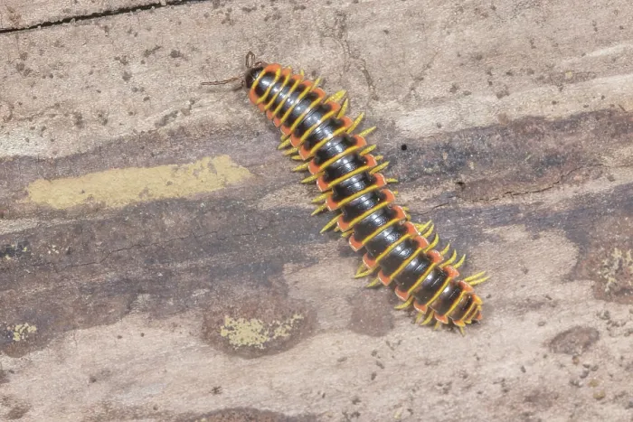 Framed Print : Black-and-gold flat millipede (Apheloria virginiensis) portrait, Montgomery County, Pennsylvania, USA. June Framed Print : Black-and-gold flat millipede (Apheloria virginiensis) portrait, Montgomery County, Pennsylvania, USA. June