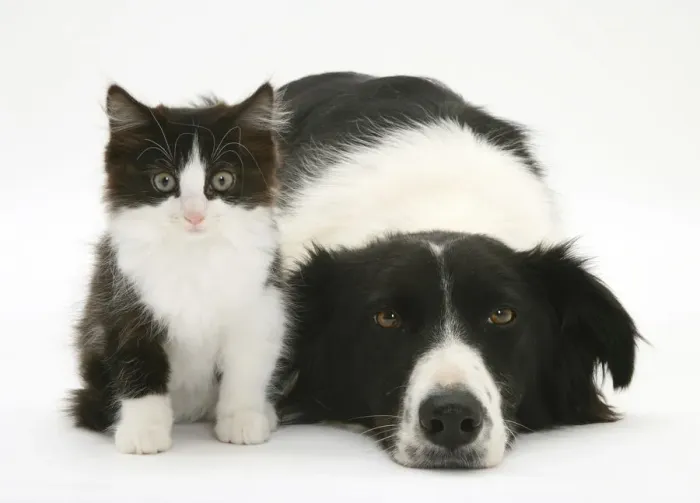 Framed Print : Black-and-white Border Collie bitch lying chin on floor with black-and-white kitten Framed Print : Black-and-white Border Collie bitch lying chin on floor with black-and-white kitten