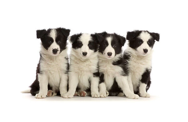 Four black-and-white Border Collie puppies, age 7 weeks, sitting in a row