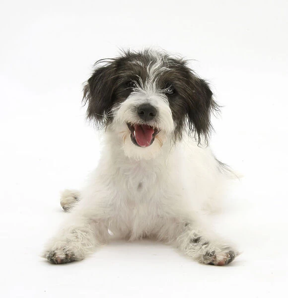 Black-and-white Jack-a-poo, Jack Russell cross Poodle puppy