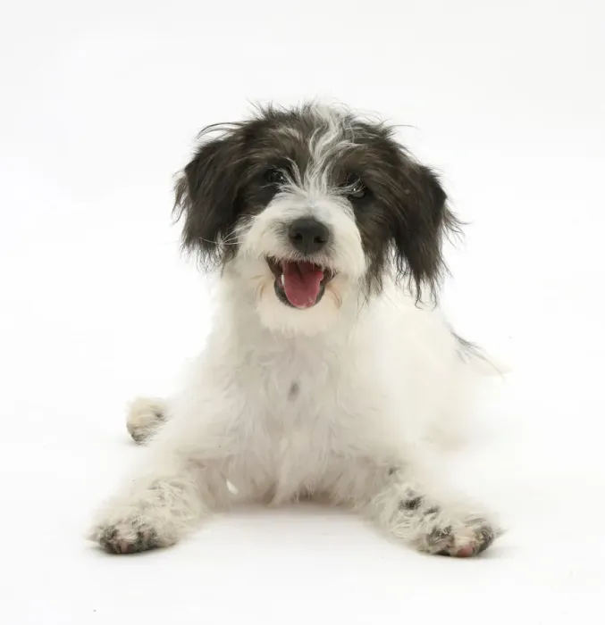 Framed Print : Black-and-white Jack-a-poo, Jack Russell cross Poodle puppy Framed Print : Black-and-white Jack-a-poo, Jack Russell cross Poodle puppy