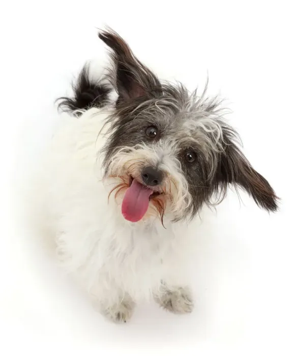 Framed Print : Black-and-white Jackapoo dog Framed Print : Black-and-white Jackapoo dog