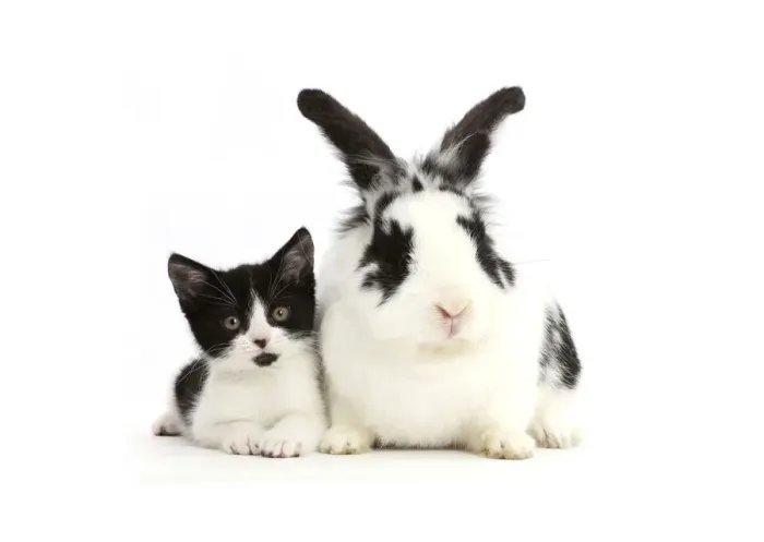Framed Print : Black-and-white kitten, Loona, age 11 weeks, with black-and-white rabbit, Bandit Framed Print : Black-and-white kitten, Loona, age 11 weeks, with black-and-white rabbit, Bandit