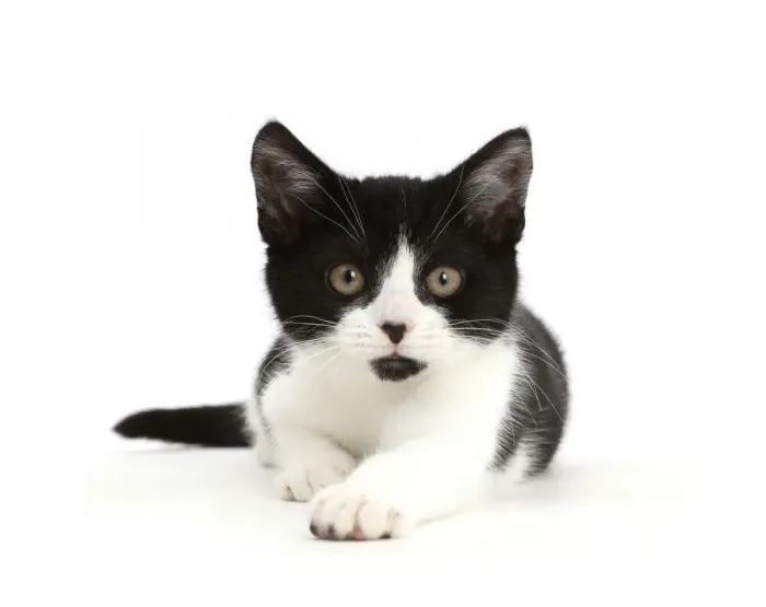 Framed Print : Black-and-white kitten, Loona, age 3 months