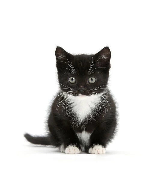 Black-and-white kitten sitting, against white background