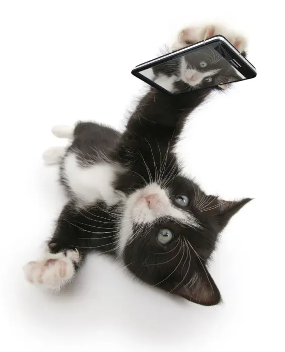 Framed Print : Black-and-white kitten, Solo, 6 weeks, taking a selfie. Composite image Framed Print : Black-and-white kitten, Solo, 6 weeks, taking a selfie. Composite image