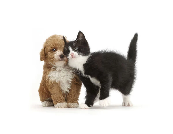 Black-and-white kitten, Solo, 6 weeks, rubbing against F1b toy Goldendoodle (Golden