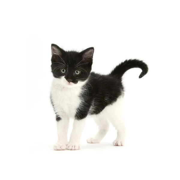 Black-and-white kitten standing, against white background #18264227