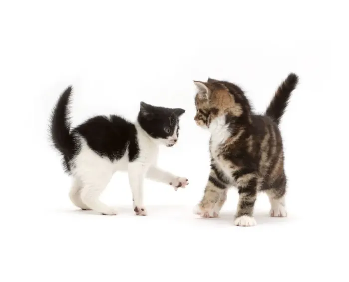 Framed Print : Black-and-white kitten trying to play with tortoiseshell-tabby kitten Framed Print : Black-and-white kitten trying to play with tortoiseshell-tabby kitten