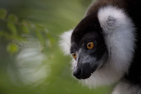 Black-and-white ruffed lemur (Varecia variegata) Palmarium, Atsinanana, Madagascar