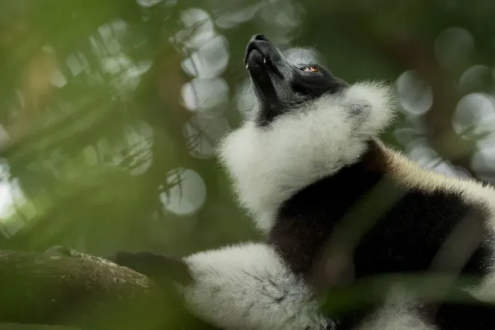 Framed Print : Black-and-white ruffed-lemur (Varecia variegata) looking up, Palmarium, Atsinanana Framed Print : Black-and-white ruffed-lemur (Varecia variegata) looking up, Palmarium, Atsinanana