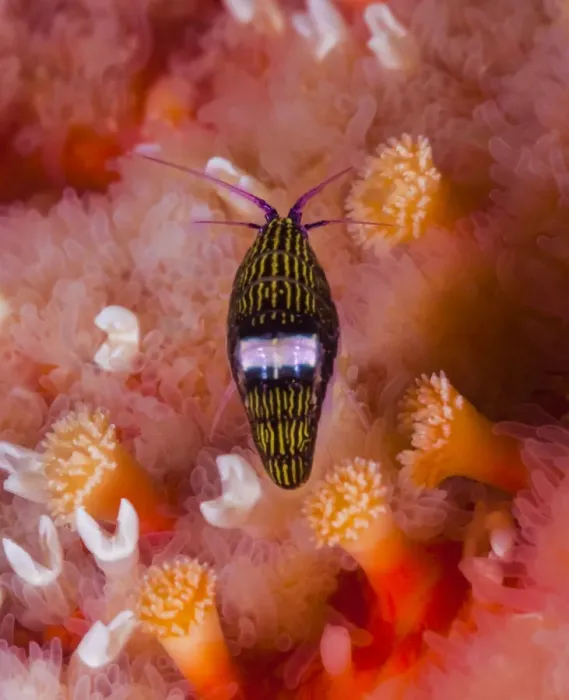 Framed Print : Black-and-white sea flea (Chromopleustes oculatus) on a Sunflower star
