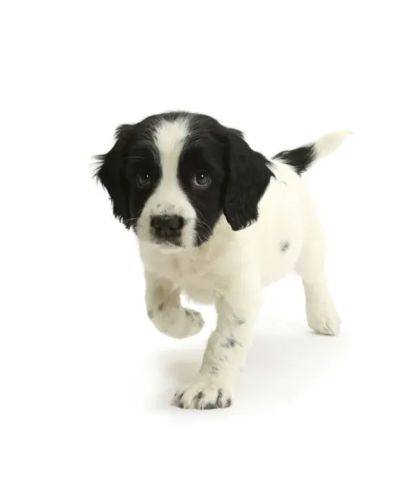 Framed Print : Black-and-white Springer Spaniel puppy, age 6 weeks Framed Print : Black-and-white Springer Spaniel puppy, age 6 weeks