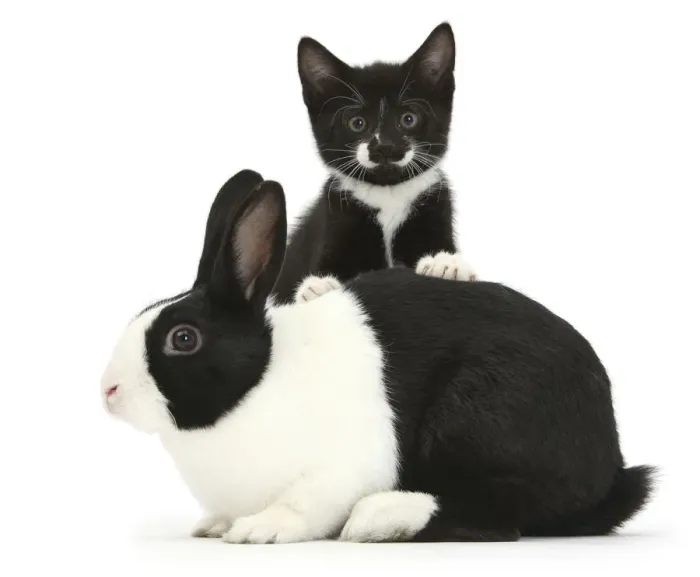 Framed Print : Black-and-white tuxedo male kitten, Tuxie, 8 weeks, with black-and-white Dutch rabbit Framed Print : Black-and-white tuxedo male kitten, Tuxie, 8 weeks, with black-and-white Dutch rabbit