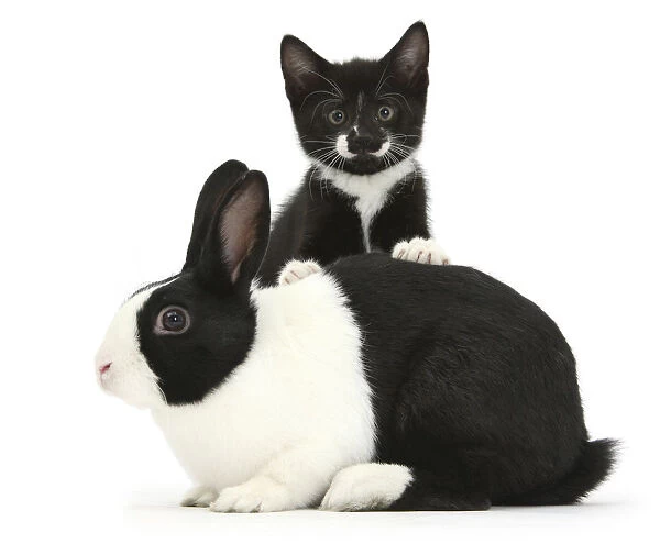 Black-and-white tuxedo male kitten, Tuxie, 8 weeks, with black-and-white Dutch rabbit